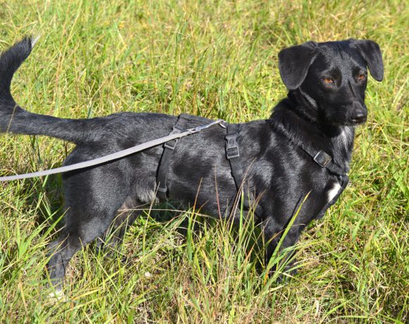 Blacky