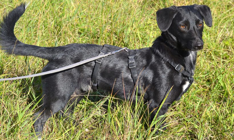 Blacky