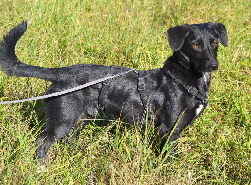 Blacky