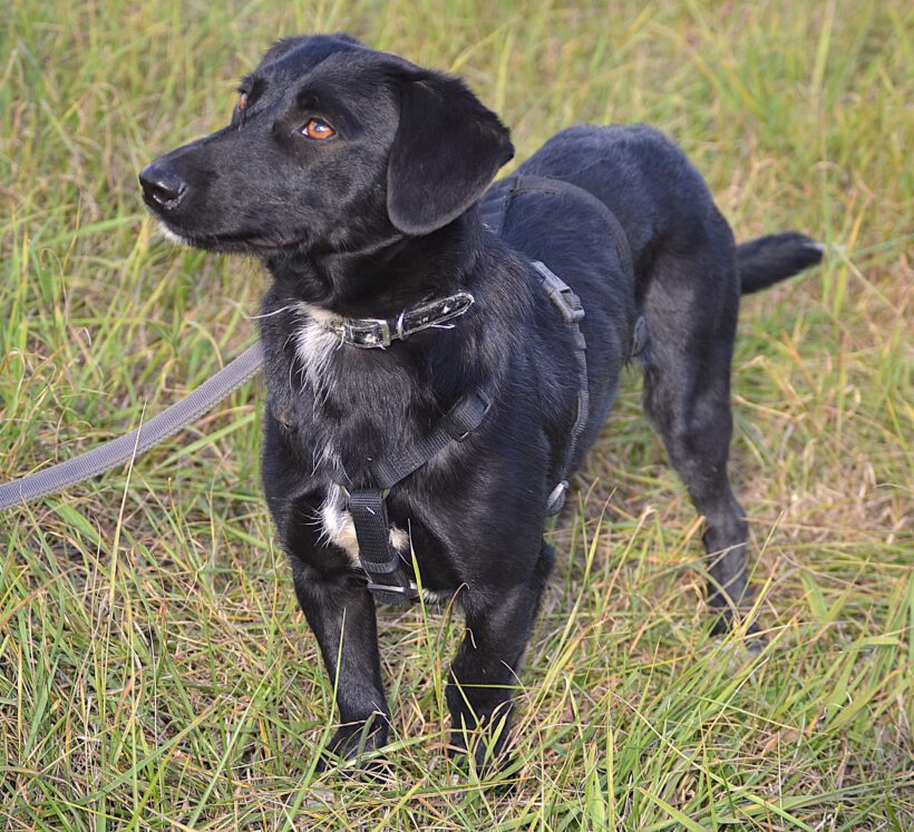 Blacky