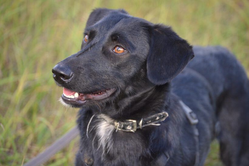 Blacky