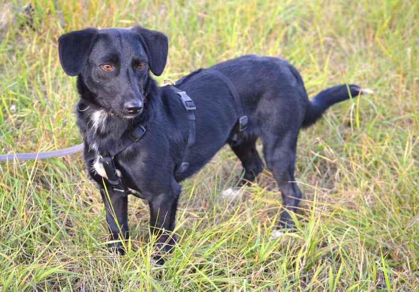 Blacky