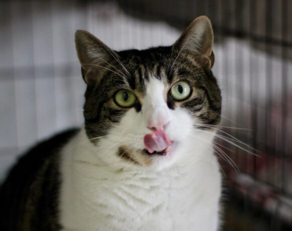 Milo