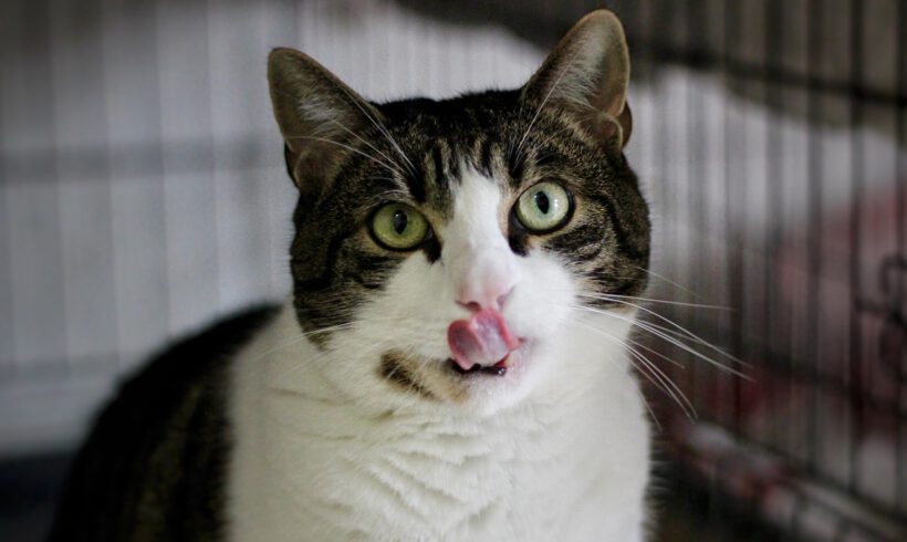 Milo
