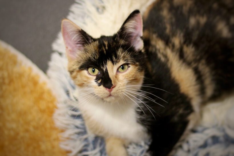 Flora, Lotta, Cosmo & Sirius Flora, Lotta, Cosmo & Sirius