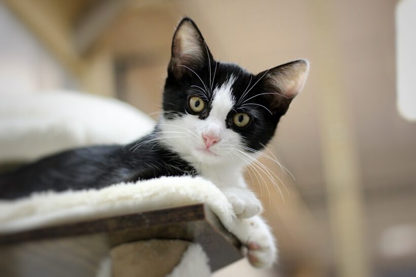 Flora, Lotta, Cosmo & Sirius Flora, Lotta, Cosmo & Sirius