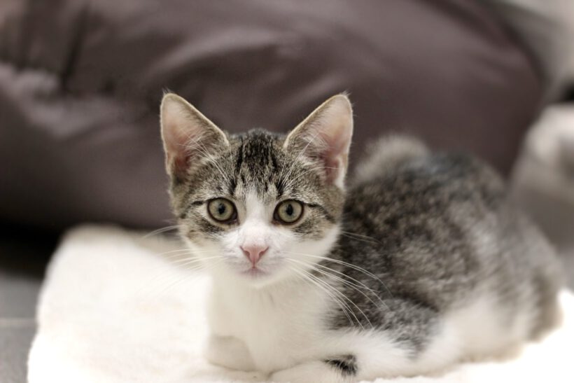 Flora, Lotta, Cosmo & Sirius Flora, Lotta, Cosmo & Sirius