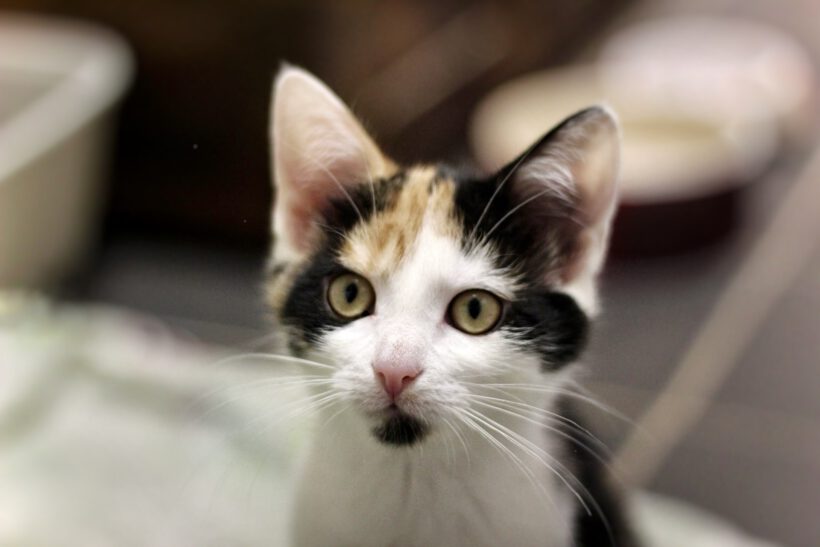 Flora, Lotta, Cosmo & Sirius Flora, Lotta, Cosmo & Sirius