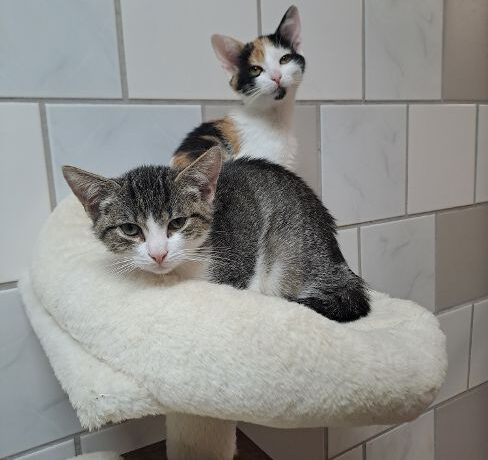 Flora, Lotta, Cosmo & Sirius
