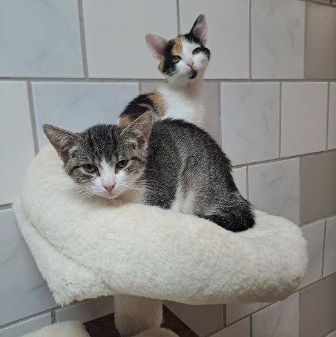 Flora, Lotta, Cosmo & Sirius