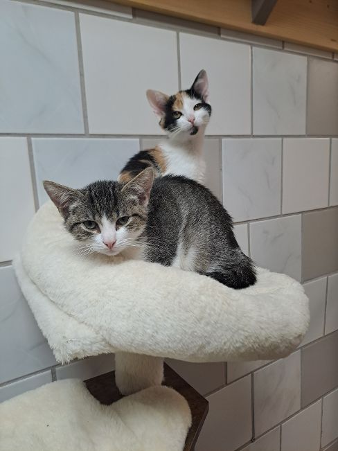 Flora, Lotta, Cosmo & Sirius