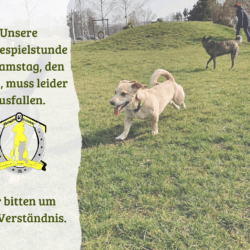 Hundespielstunde fällt am 20.09. aus!