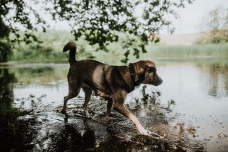Valia
