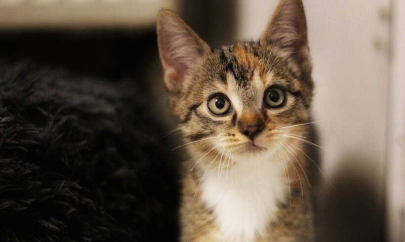 Fridolin, Nelly und Sally