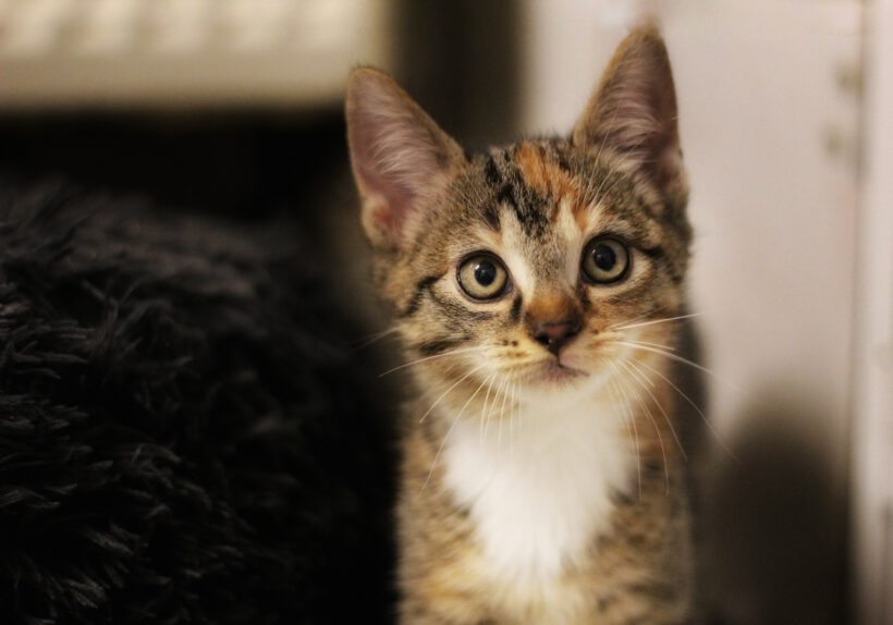 Fridolin, Nelly und Sally Fridolin, Nelly und Sally