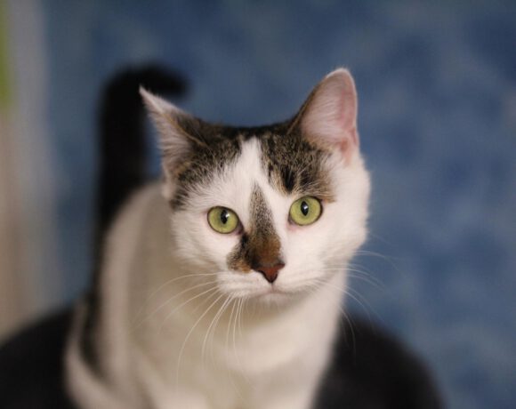 Schnurrsula Schnurrsula