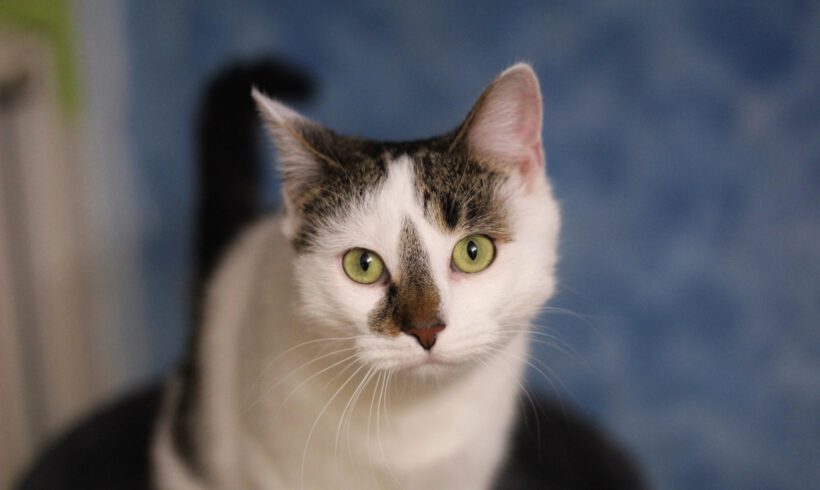 Ginora und Schnurrsula