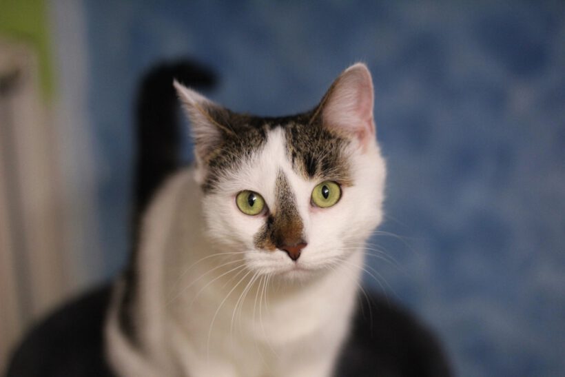 Schnurrsula Schnurrsula