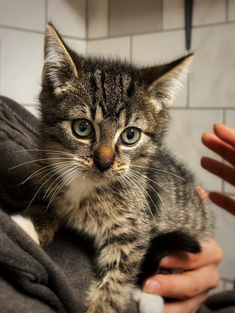 Fridolin, Nelly und Sally Fridolin, Nelly und Sally