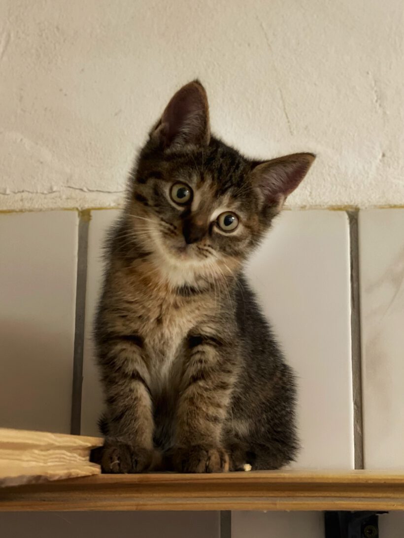 Fridolin, Nelly und Sally Fridolin, Nelly und Sally