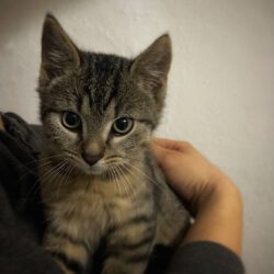 Grape, Aubergini, Pumpkin, Kiwi, Litchi und Melon