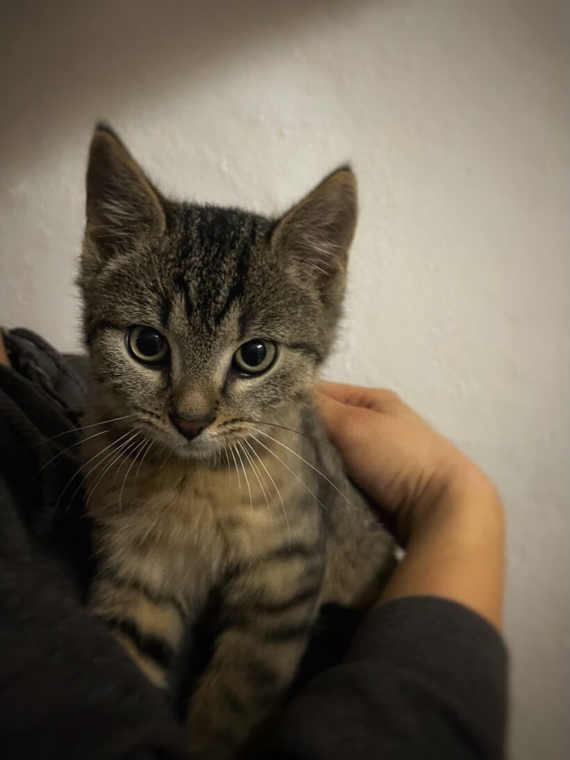 Grape, Aubergini, Pumpkin, Kiwi, Litchi und Melon