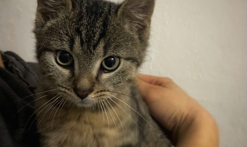 Aubergini, Pumpkin, Kiwi und Melon