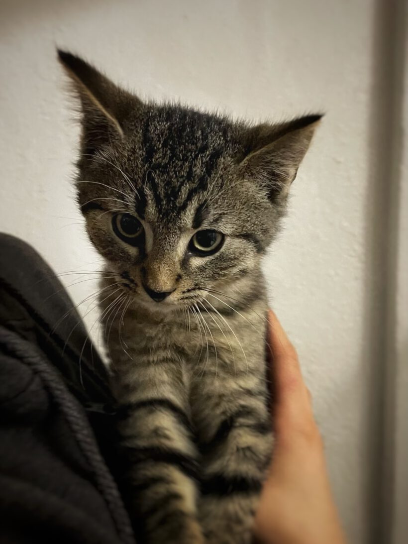 Grape, Aubergini, Pumpkin, Kiwi, Litchi und Melon