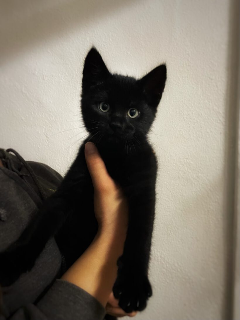 Grape, Aubergini, Pumpkin, Kiwi, Litchi und Melon