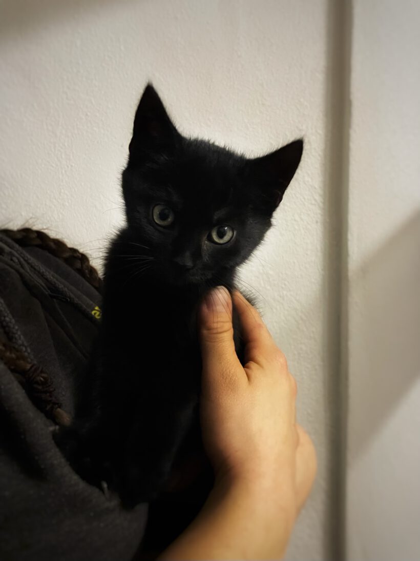 Grape, Aubergini, Pumpkin, Kiwi, Litchi und Melon