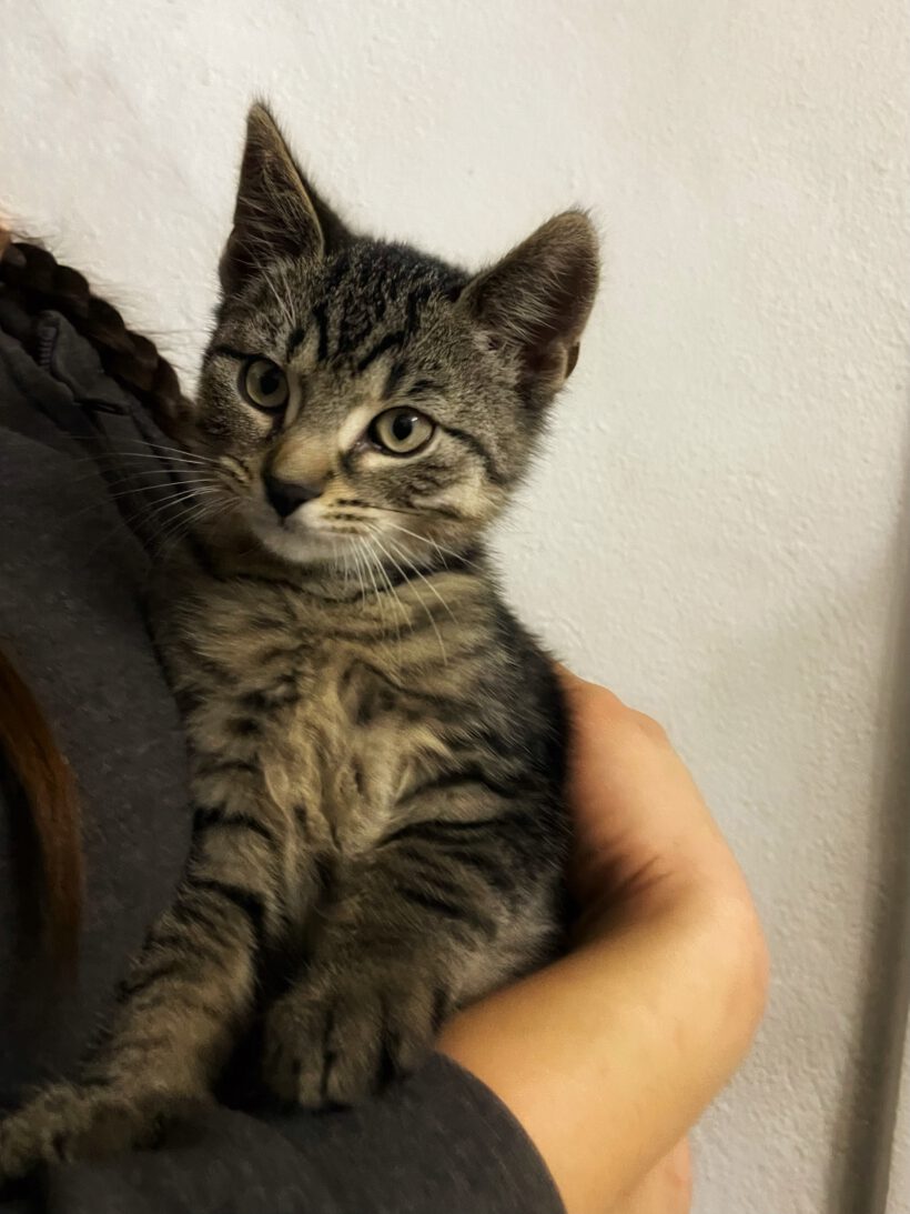 Grape, Aubergini, Pumpkin, Kiwi, Litchi und Melon