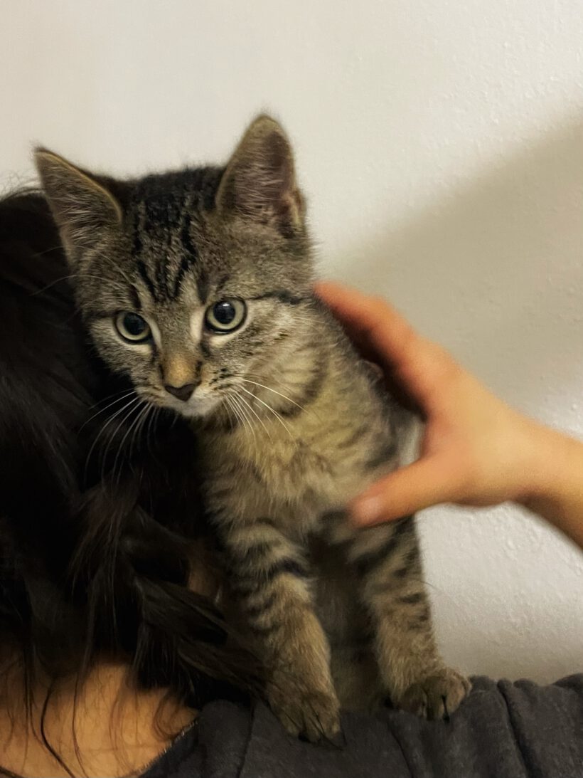 Grape, Aubergini, Pumpkin, Kiwi, Litchi und Melon