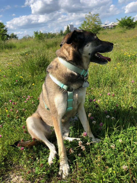 Valia