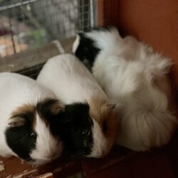 Quick, Flitzi und Speedy