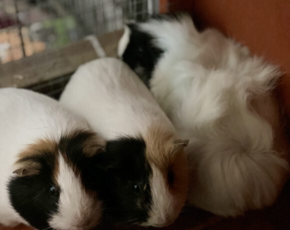Quick, Flitzi und Speedy