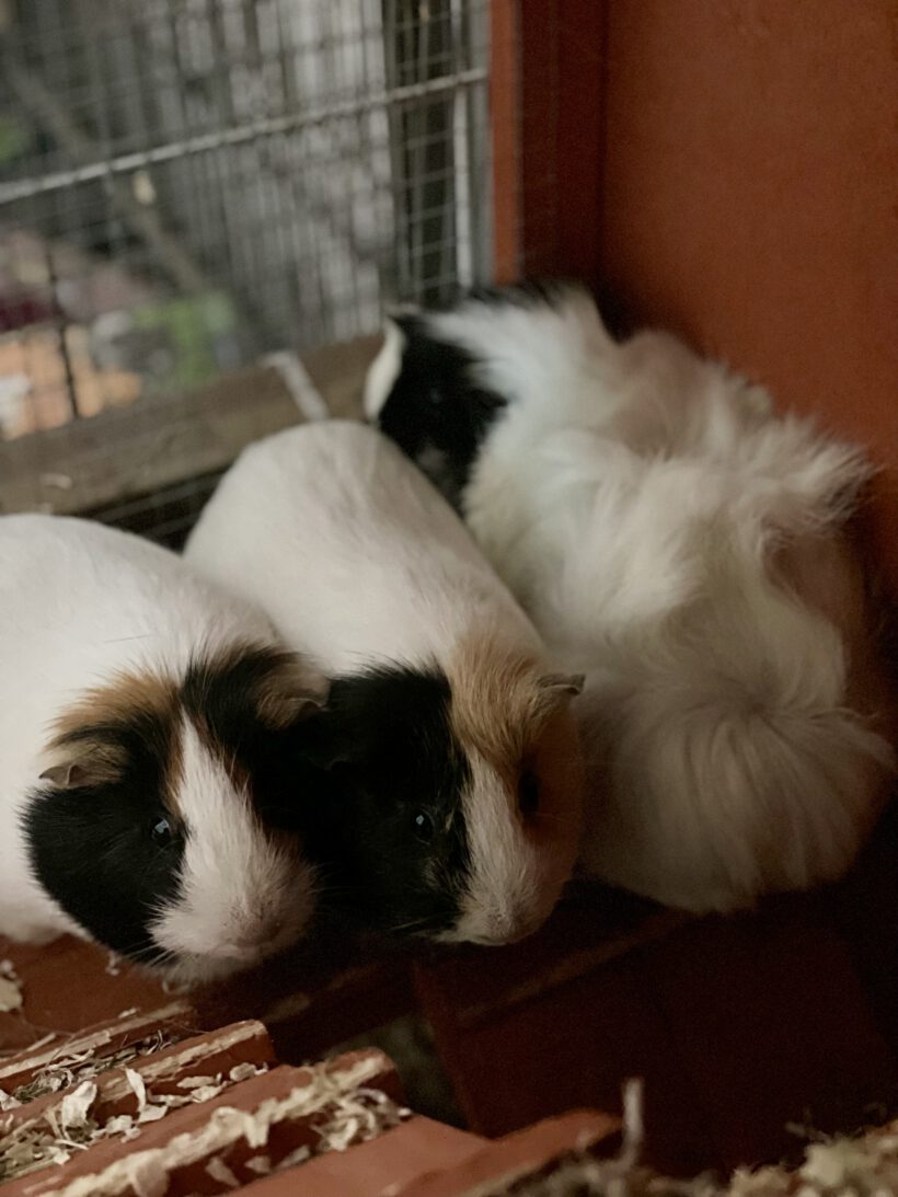 Quick, Flitzi und Speedy