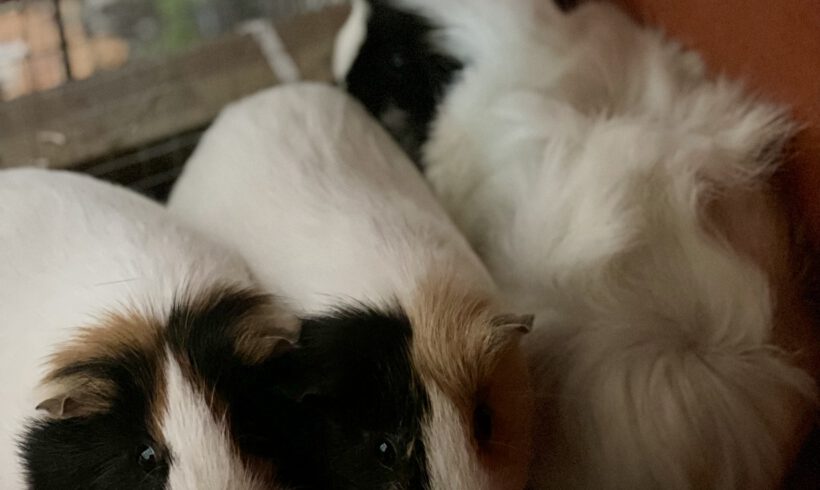 Quick, Flitzi und Speedy