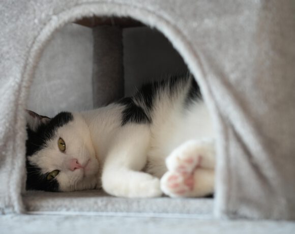 Amando möchte ankommen: Stiller Genießer sucht Herzensmenschen