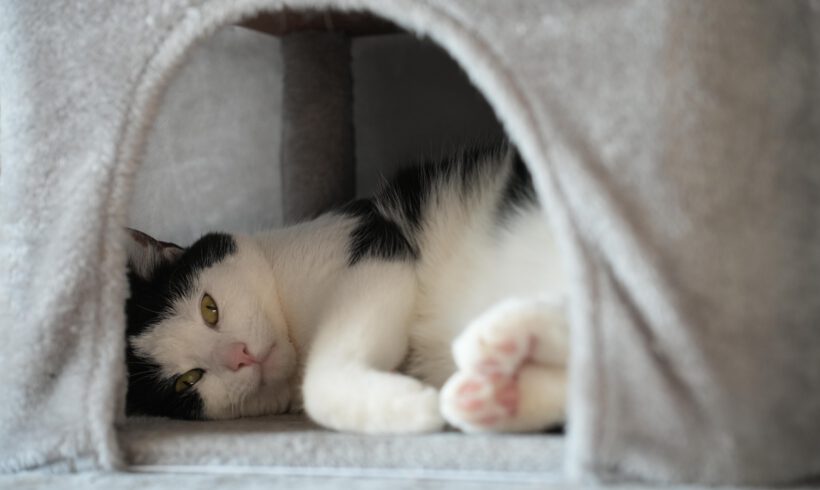 Amando möchte ankommen: Stiller Genießer sucht Herzensmenschen