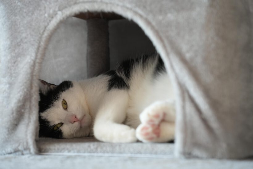 Amando möchte ankommen: Stiller Genießer sucht Herzensmenschen