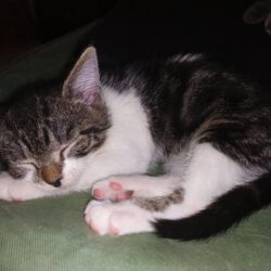 Adele, Puma und Tracy