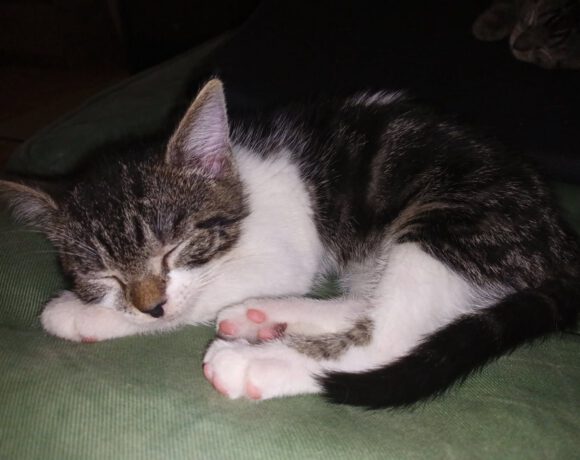 Adele, Puma und Tracy Adele, Puma und Tracy