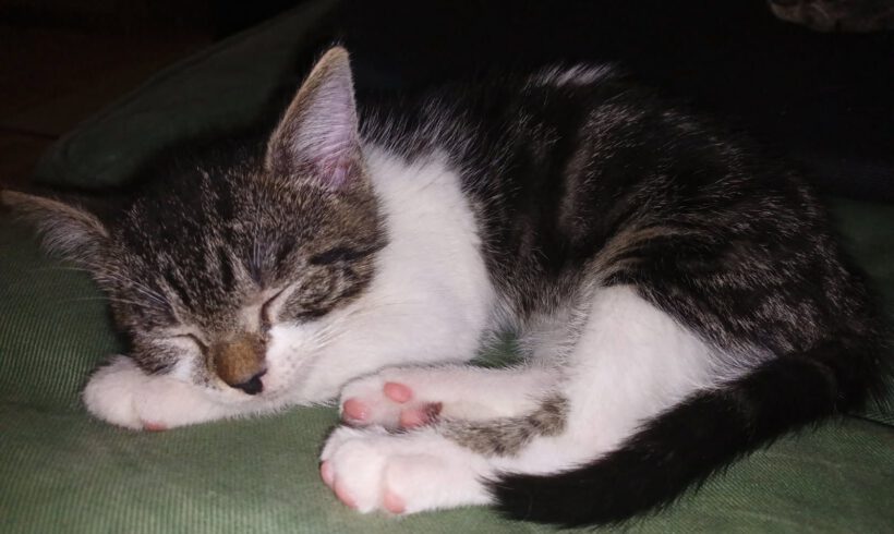 Adele, Puma und Tracy