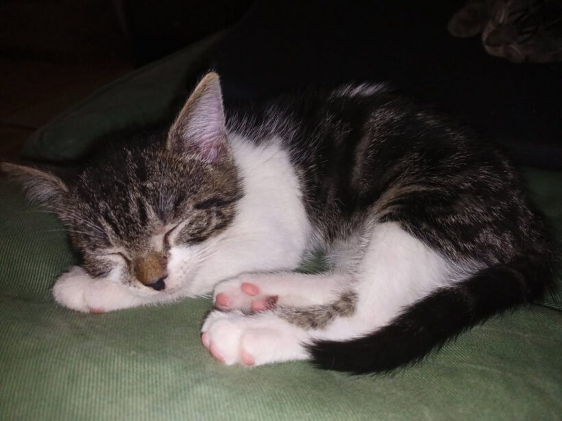 Adele, Puma und Tracy Adele, Puma und Tracy