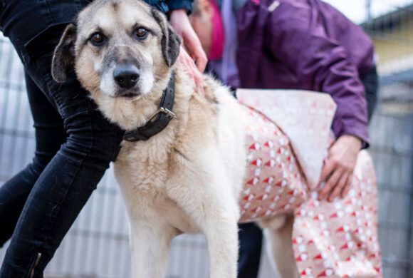 Globus Einpackaktion 🎁