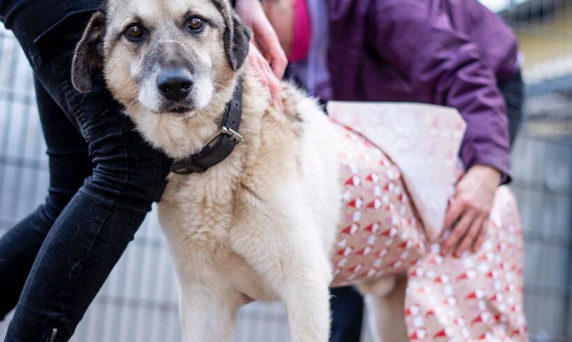 Globus Einpackaktion 🎁