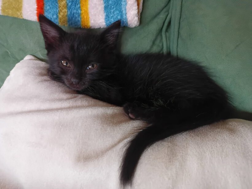 Adele, Puma und Tracy Adele, Puma und Tracy