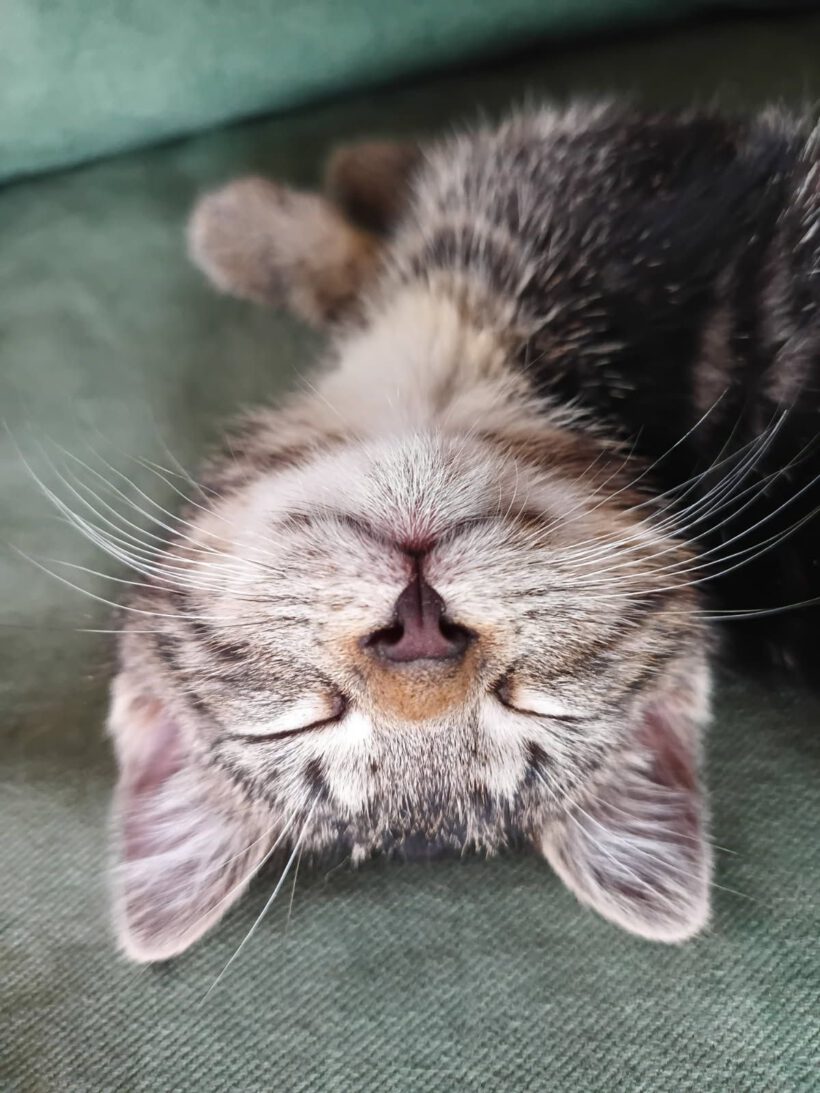 Adele, Puma und Tracy Adele, Puma und Tracy