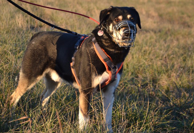 Olec- Souveräner Charakterkopf sucht klare Führung