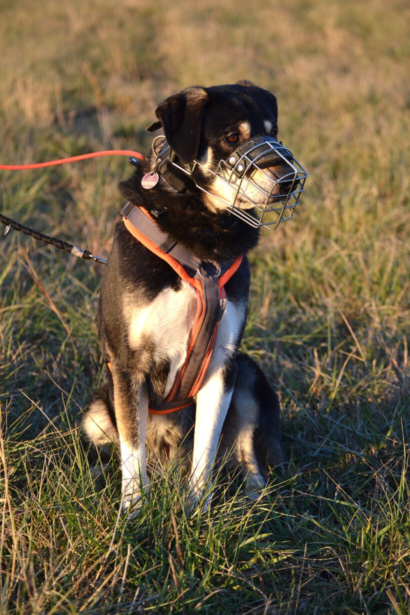 Olec- Souveräner Charakterkopf sucht klare Führung